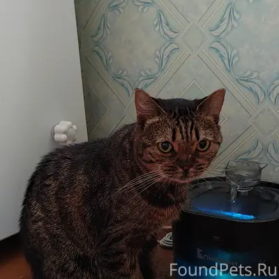 Всем привет! Была найдена кошк...