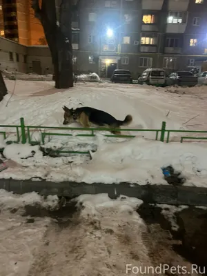 Во дворах на машинной, бегала ...