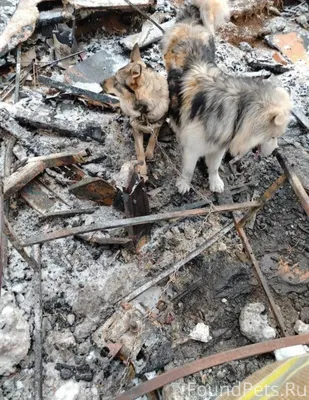 На месте взрыва: найдены две с...