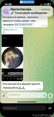 Вчера потерялся щенок, потерял...