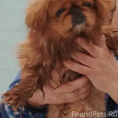 Срочно ‼️ Найдена собака, райо...