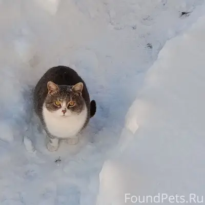 ПРОПАЛ КОТ. СЕЛО АВЕРИНО Отзыв...