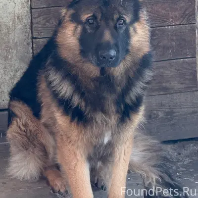 ⭕Пропала собака⭕ Район дока Кт...