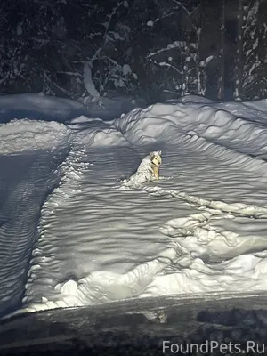 Всех приветствую! Найдена соба...