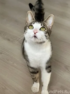 🆘 ПРОПАЛ КОТ! ПОМОГИТЕ ВЕРНУТЬ...