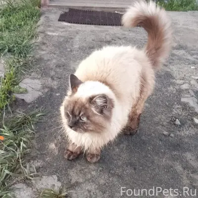 Здравствуйте! ‼️‼️ПРОПАЛ кот Д...