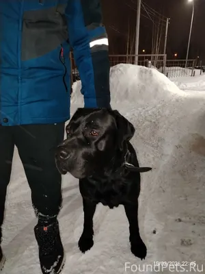 Нашли собаку. С ошейником. На ...