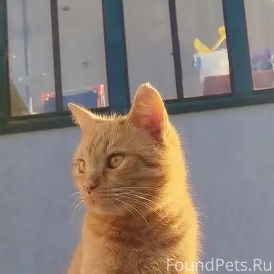 Пропала кошка в раене д. Орехо...