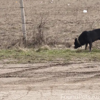Добрый день! В районе мусорных...
