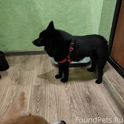 Найдена собака в красной шлейк...