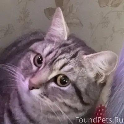 Найдена кошка в районе вахруше...