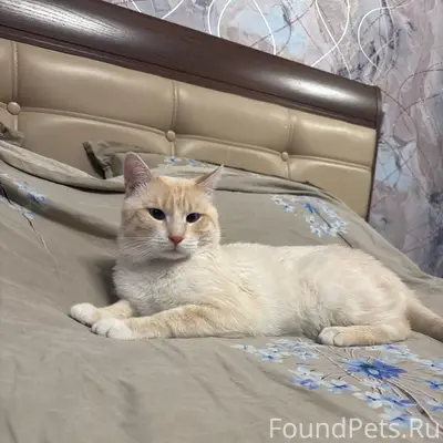 Пропал кот, ушел в пятницу веч...