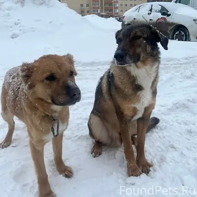 Найдены две собаки рядом с дом...