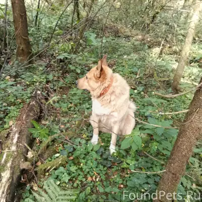 Пропал пес, рыжий с белой груд...
