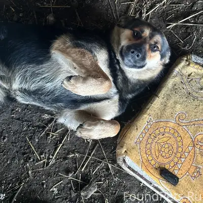 ВНИМАНИЕ ❗❗️❗️ ПРОПАЛА 🐕 Прожи...