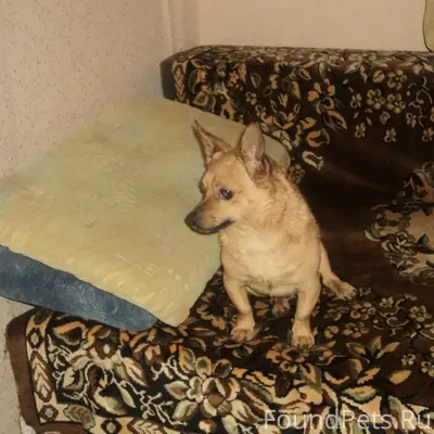 Пу подруги пропала собака, чле...