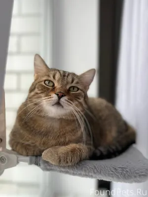 Наш цыганенок Симба 🐈⬛ Судьба...