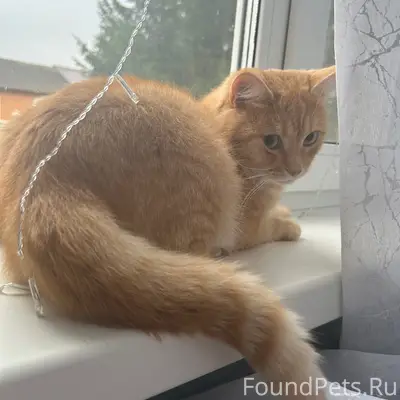 Пропал кот,в районе улице Казу...