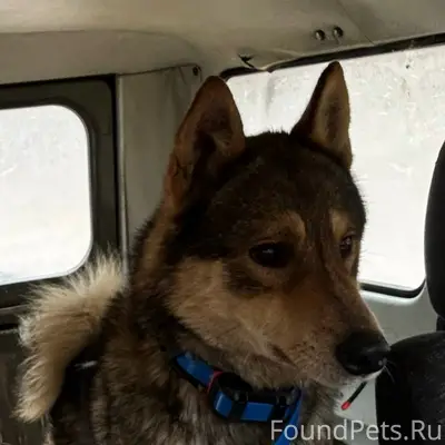 Пропала собака кличка Граф. Кт...