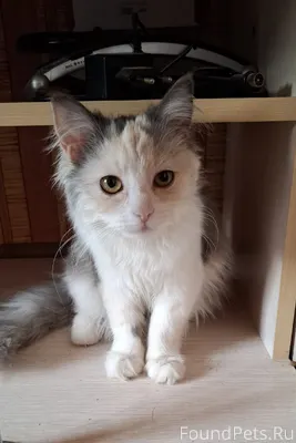 Г. Пятигорск Ищет дом очароват...