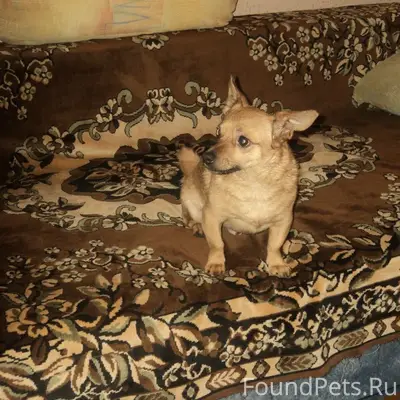 Пропала собака, член семьи. Пё...