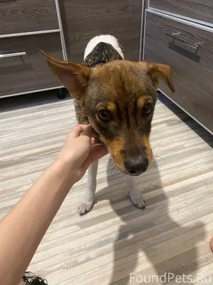 Найден пёс с ошейником на Маяк...