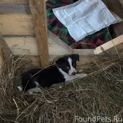 Потерялась собака. Жила на баз...