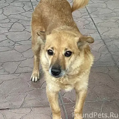 Пропала моя собака по кличке В...