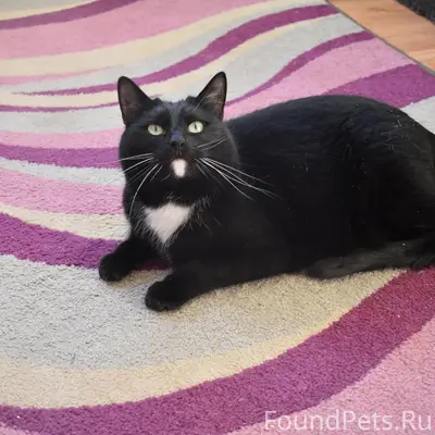 Г.Ярославль Ласковый Маркиз бы...