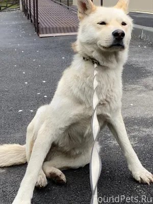 Ищем дом для собаки! Найдена в...