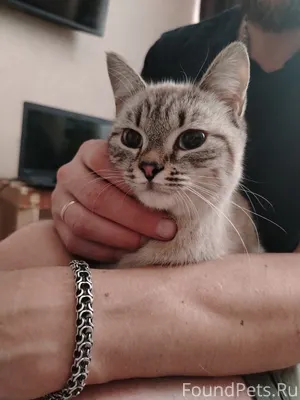 Возьмите кто нибудь, кошечка 😽...