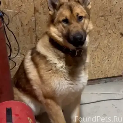 Пропала собака по кличке Граф,...