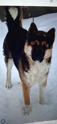 Добрый день! Убежал пёс. 🐕 Кли...