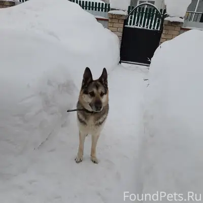 Чья собака бегает по ул.Радужн...