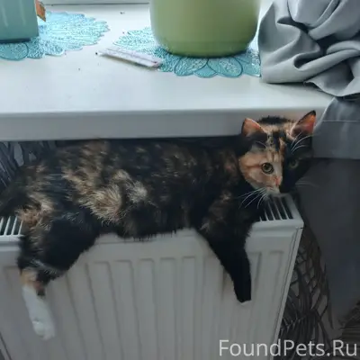 Пропала кошка, по кличке Муся....