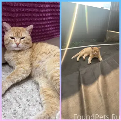 Здравствуйте!Пропал кот , рыже...