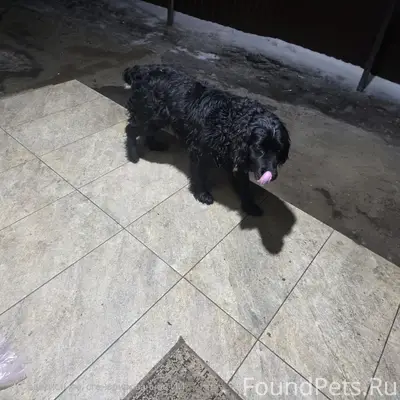 Найдена собака,черный спаниель...