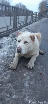 ЧЕЙ АЛАБАЙ??? ЧЕРЁМУШКИ! Убежа...