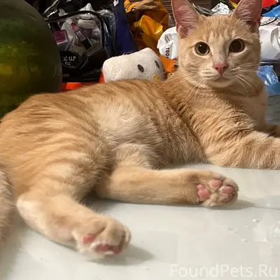 Пропал кот по кличке Персик. П...