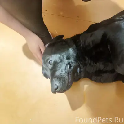 Найдена собака в 5 микрорайоне...