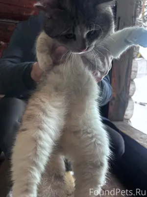 Найден кот на станции видно чт...