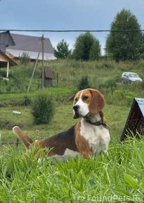 #потерянКотопес04 Пропал наш п...