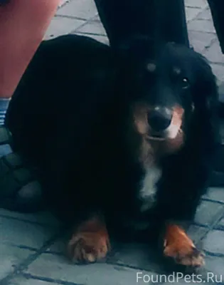 15 февраля пропала собака (мал...