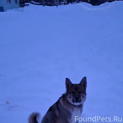 Кто потерял друга? В д. Зотино...