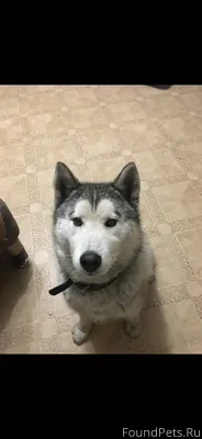 Потерялась собака Кличка Стич ...