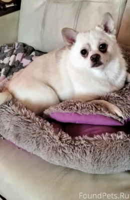 🙌🙌🫴Срочно ищу новый дом или пе...