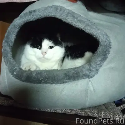 Пропал кот , может кто видел ?...