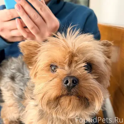 ЧЯ СОБАКА? район ОСТРЯКОВА Най...