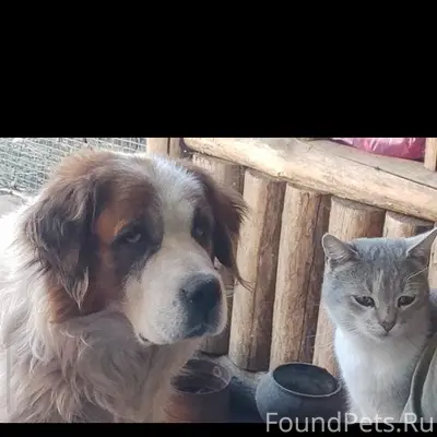 Пропала собака, район комбинат...