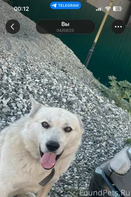 🆘🆘потерялся пес,обычно бегал н...